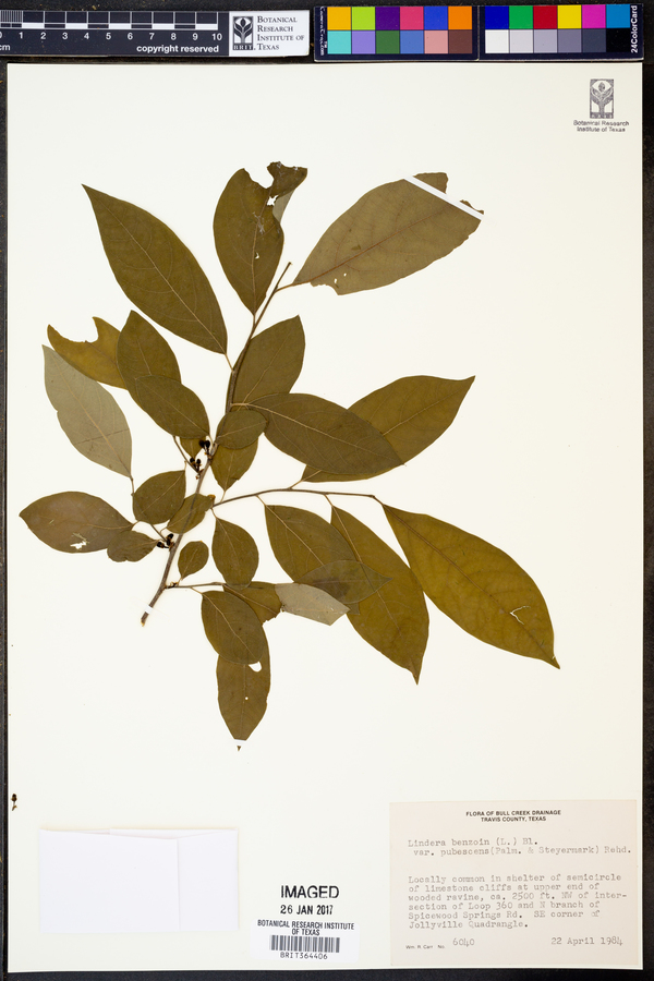 Lindera benzoin var. pubescens image