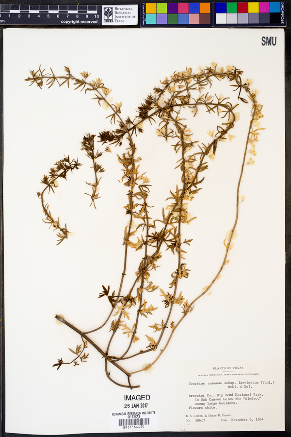 Teucrium cubense ssp. laevigatum image