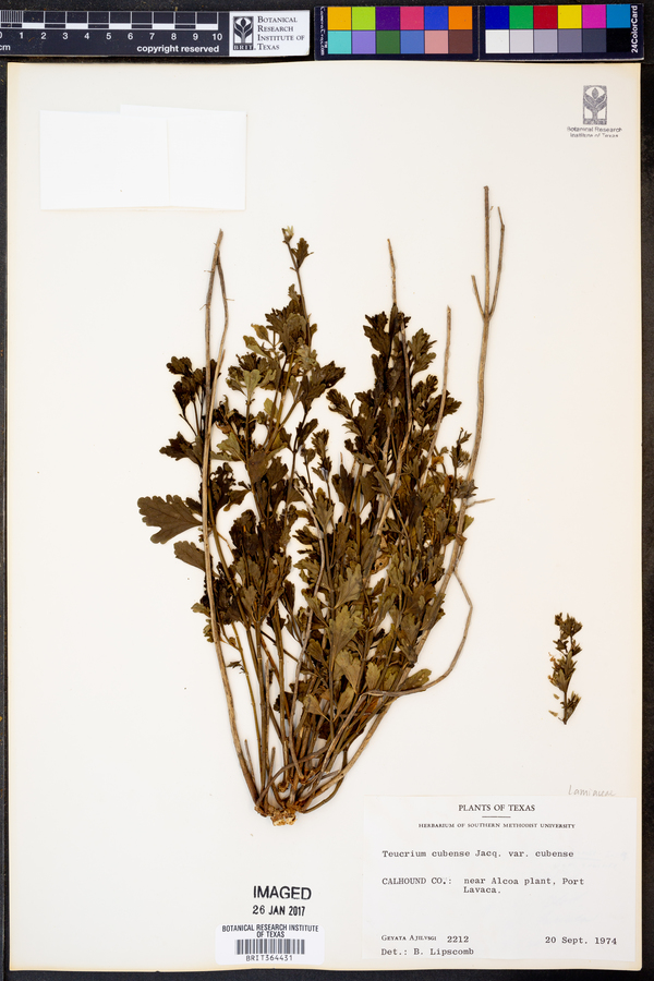 Teucrium cubense var. cubense image