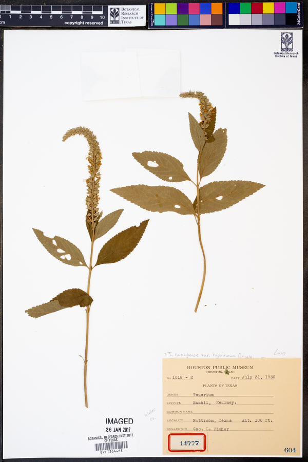 Teucrium canadense var. hypoleucum image