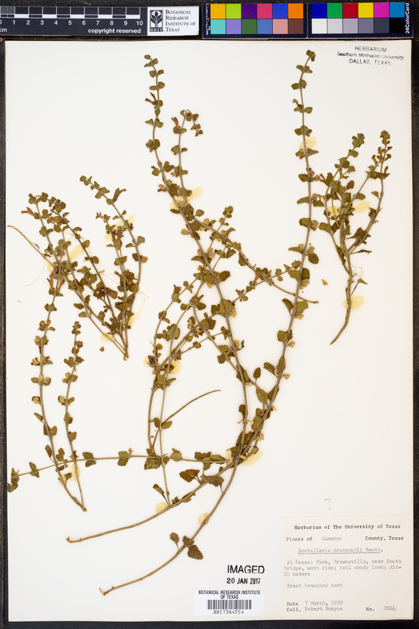 Scutellaria drummondii image