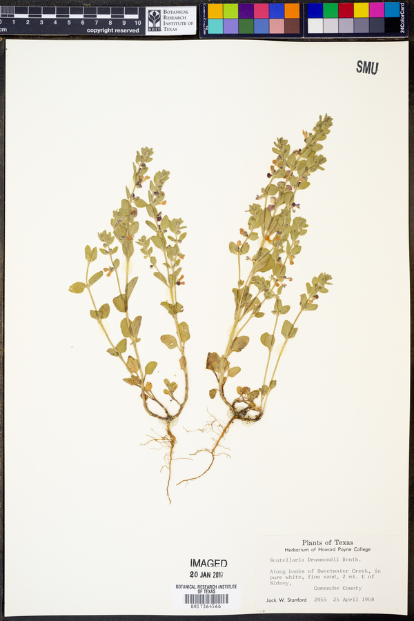 Scutellaria drummondii image