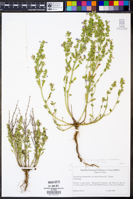 Scutellaria drummondii var. edwardsiana image