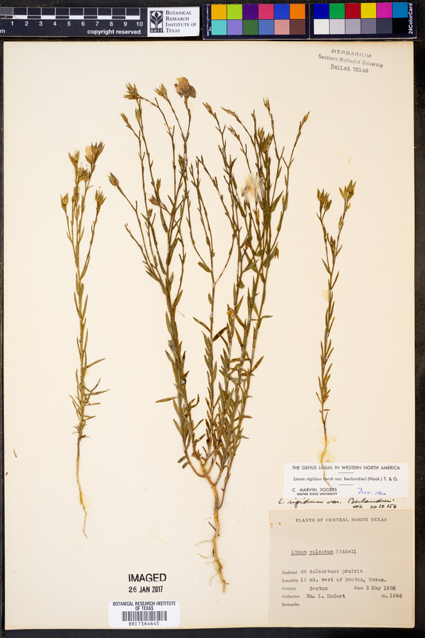 Linum berlandieri var. berlandieri image