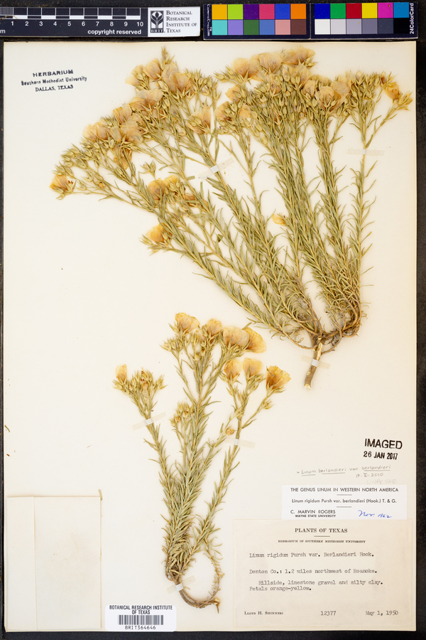 Linum berlandieri var. berlandieri image