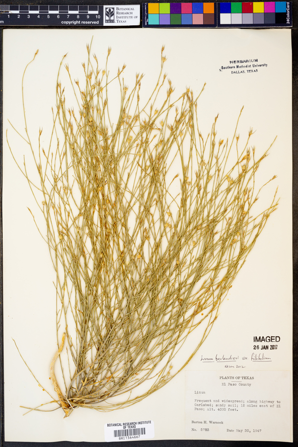 Linum berlandieri var. filifolium image