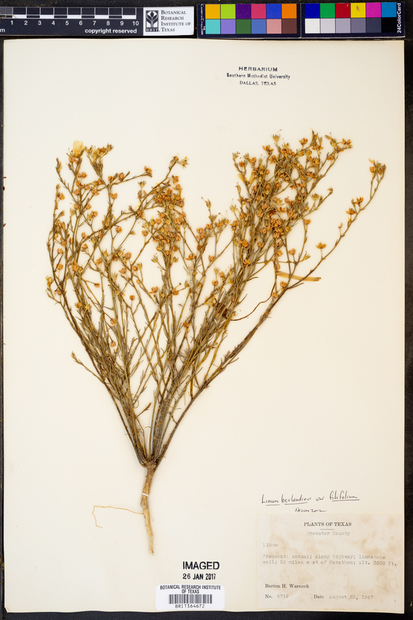 Linum berlandieri var. filifolium image