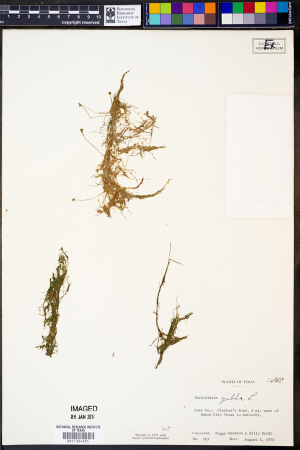 Utricularia gibba image
