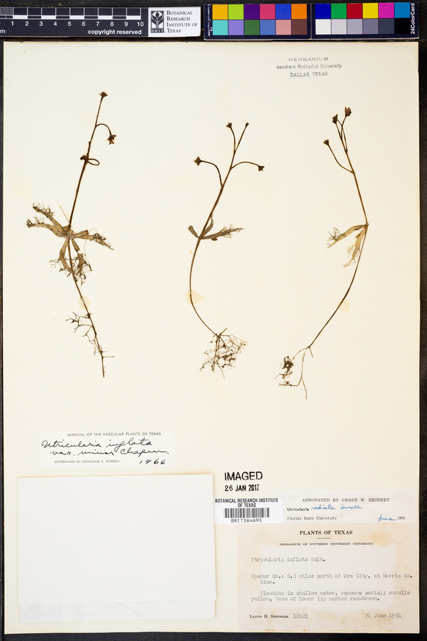 Utricularia inflata var. minor image