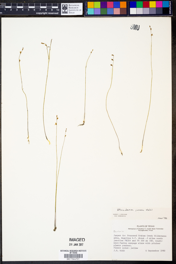 Utricularia juncea image