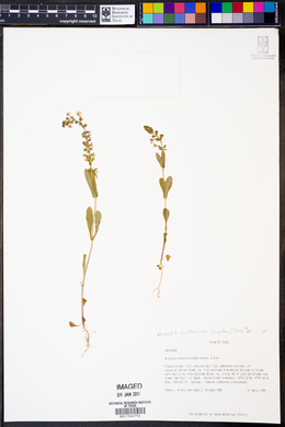 Warnockia scutellarioides image