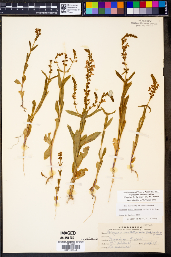 Warnockia scutellarioides image
