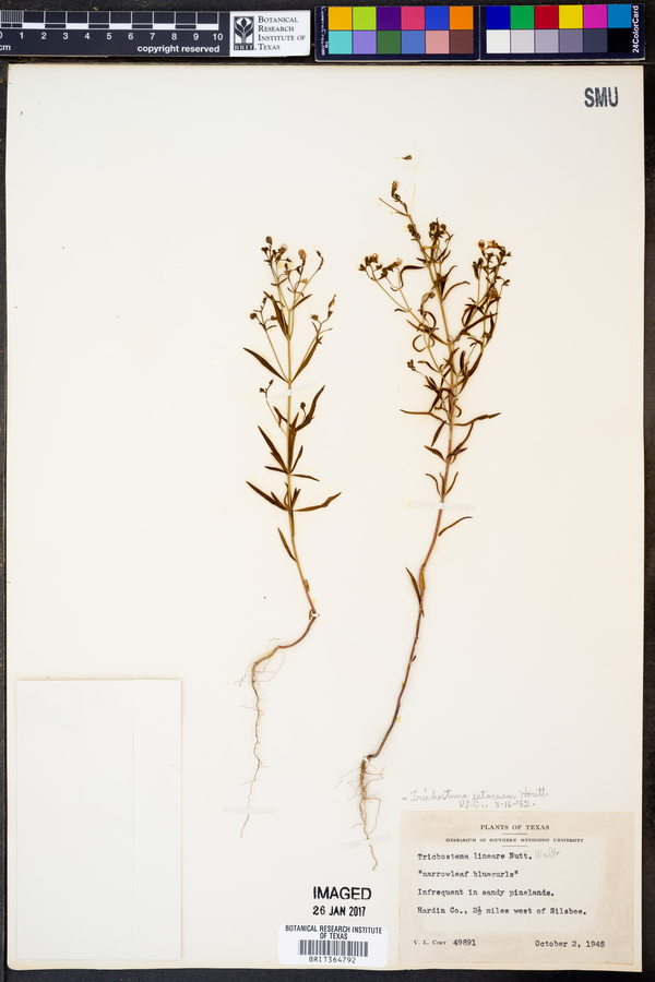 Trichostema setaceum image