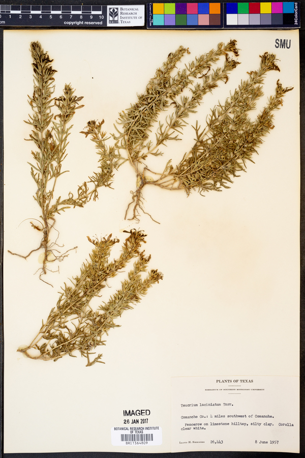 Teucrium laciniatum image