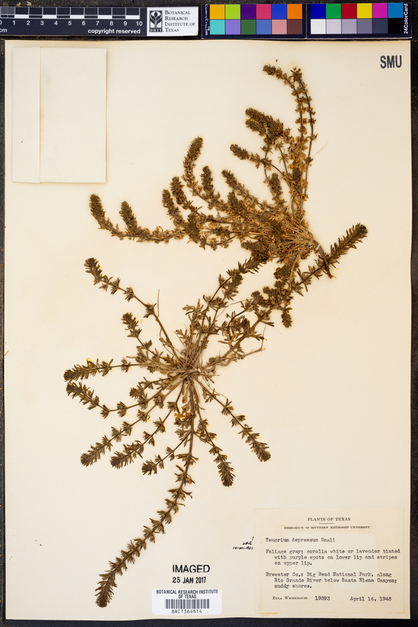 Teucrium cubense var. densum image