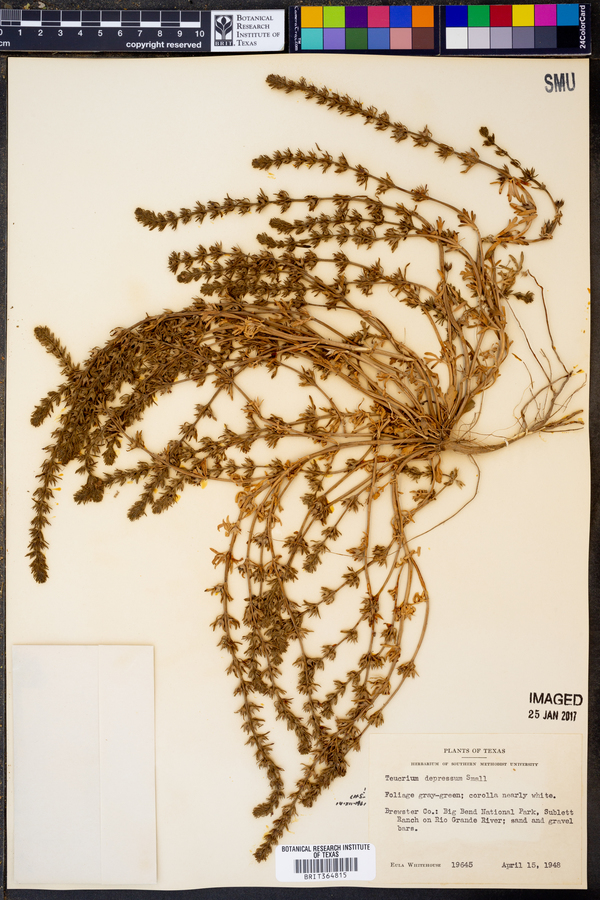 Teucrium cubense var. densum image
