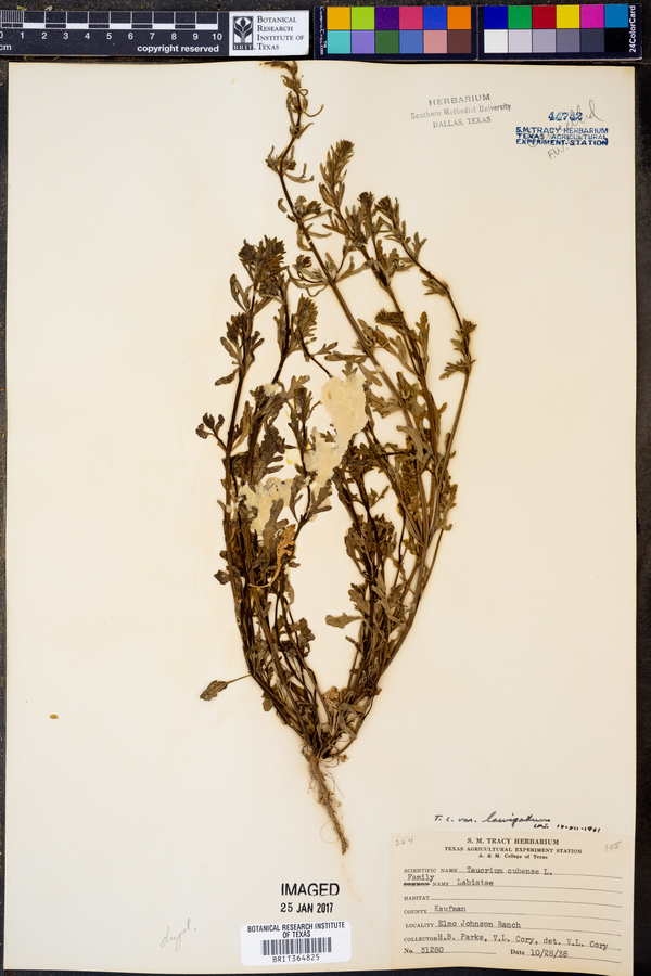 Teucrium cubense var. laevigatum image