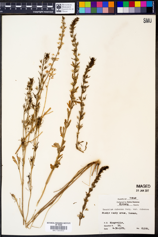 Teucrium cubense var. cubense image