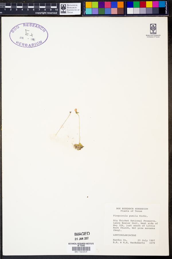 Pinguicula pumila image