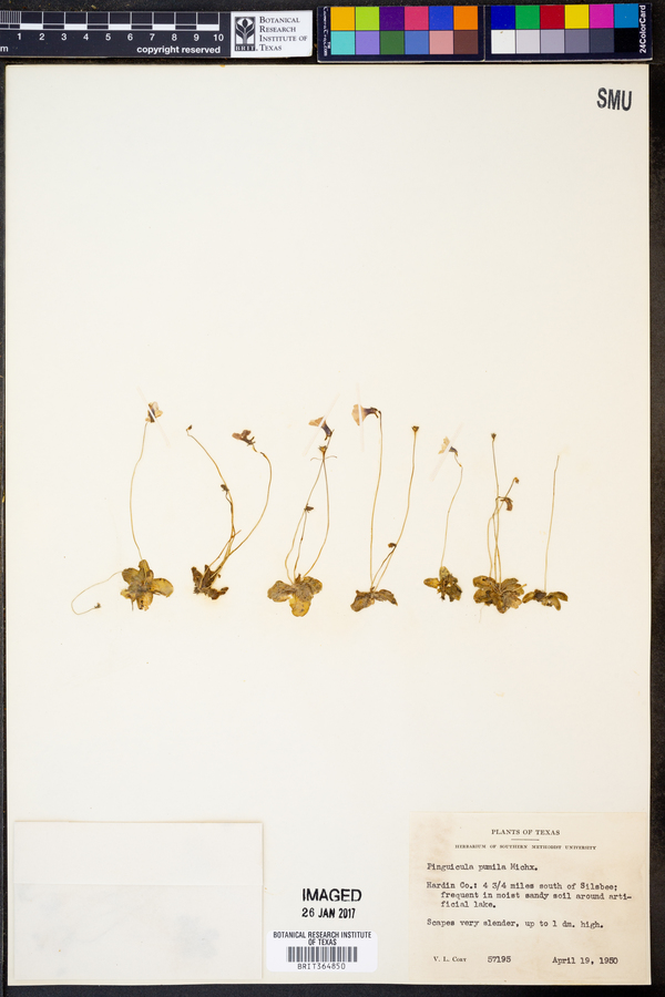 Pinguicula pumila image