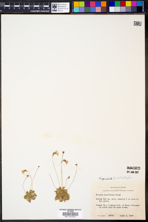 Pinguicula pumila image