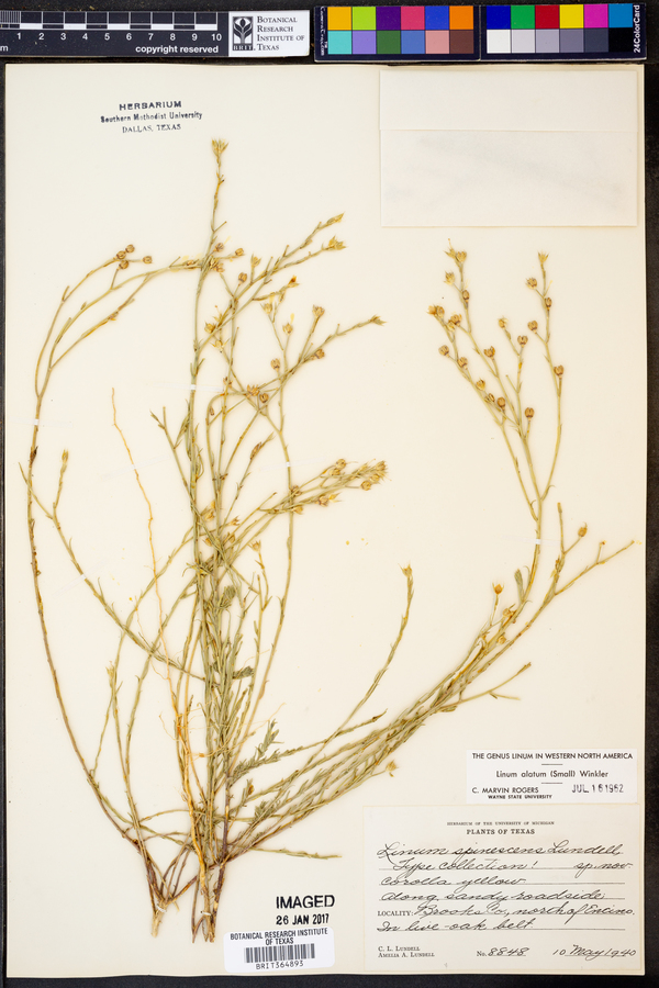 Linum alatum image