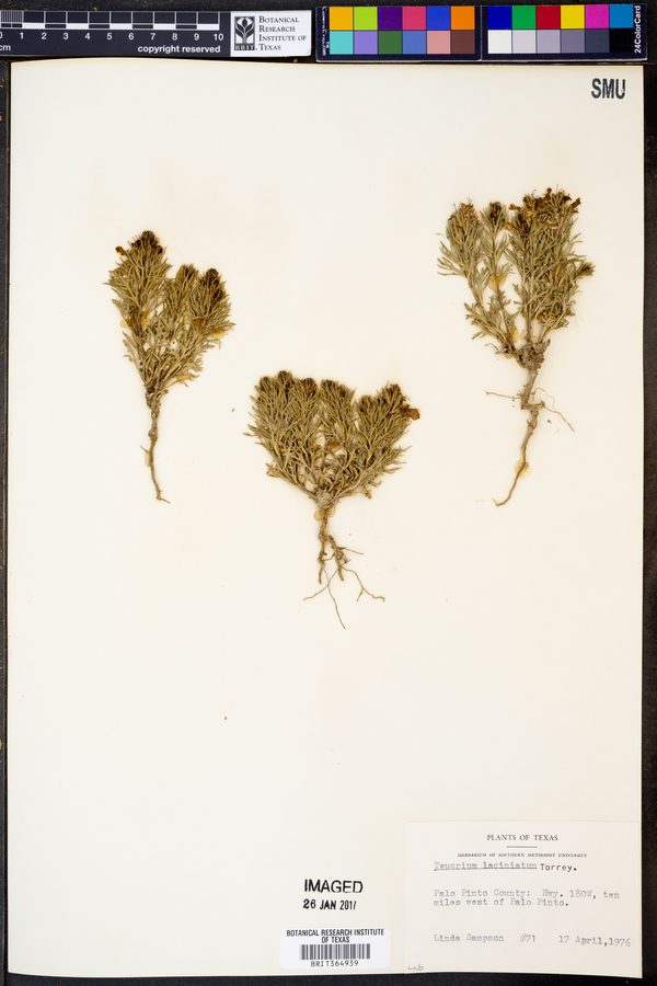 Teucrium laciniatum image