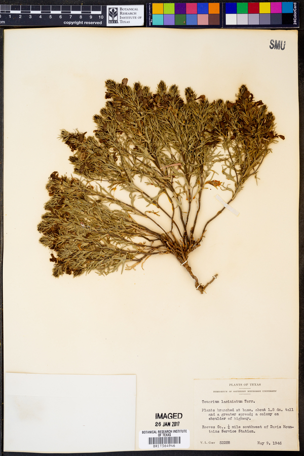 Teucrium laciniatum image