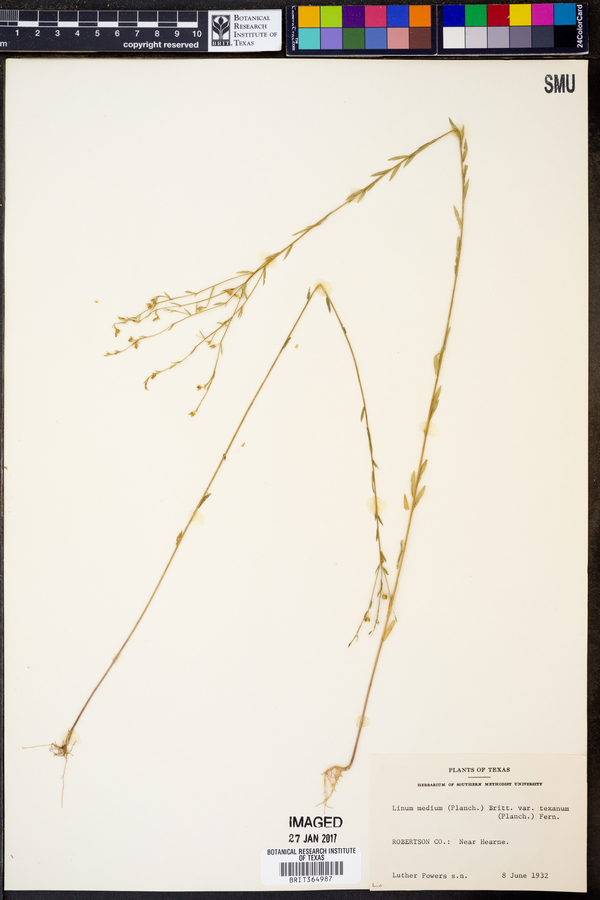Linum medium var. texanum image