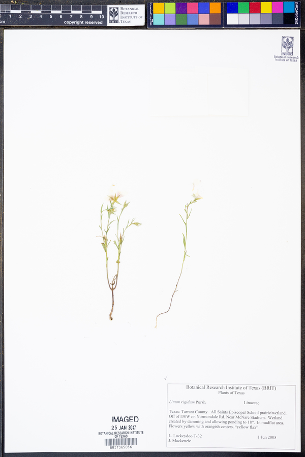 Linum rigidum image