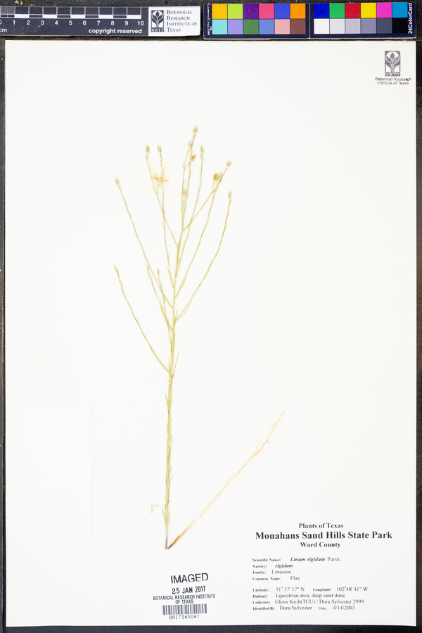 Linum rigidum image