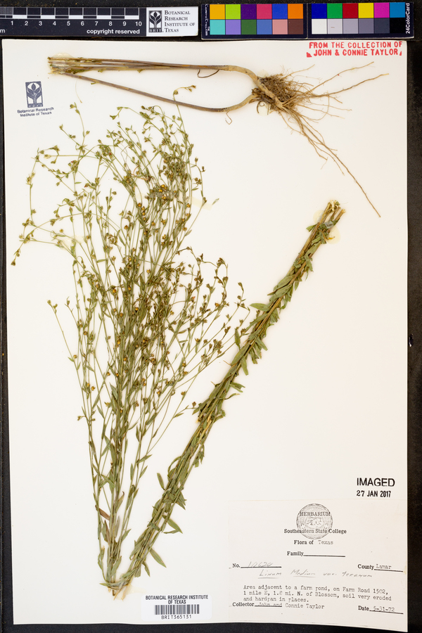 Linum medium var. texanum image