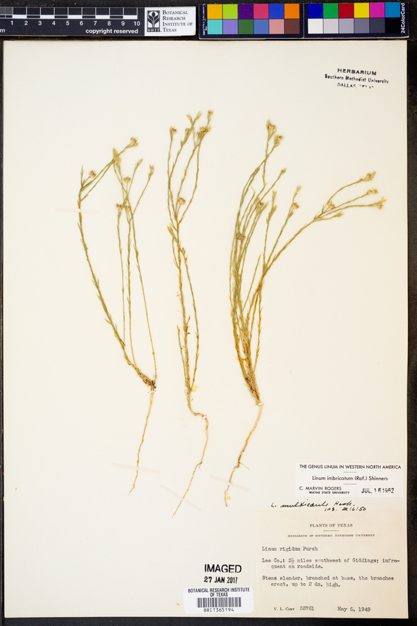 Linum imbricatum image