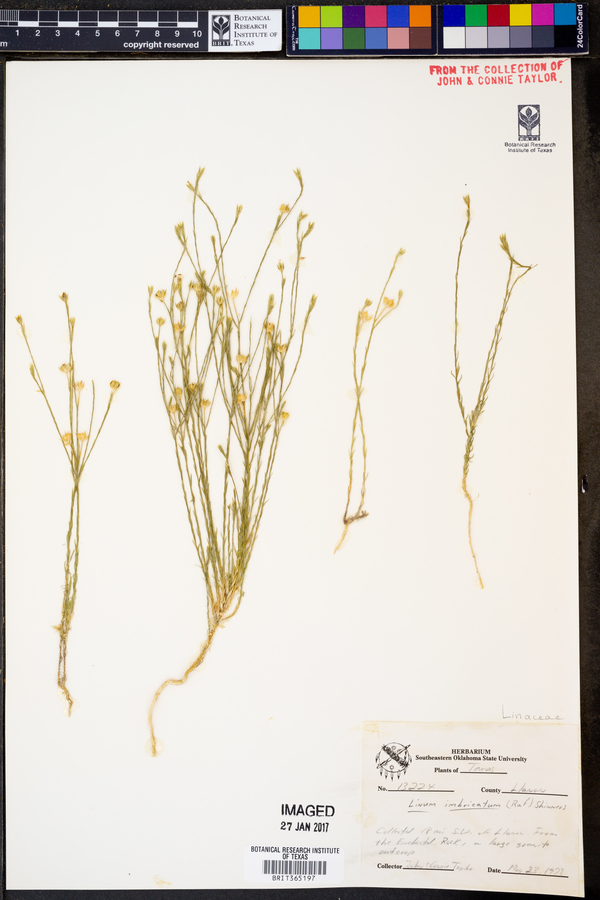 Linum imbricatum image