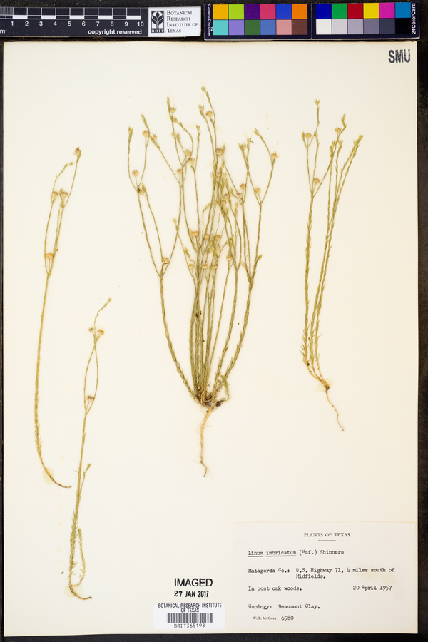 Linum imbricatum image
