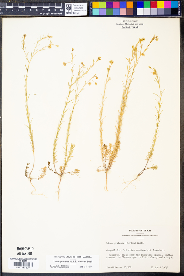 Linum pratense image
