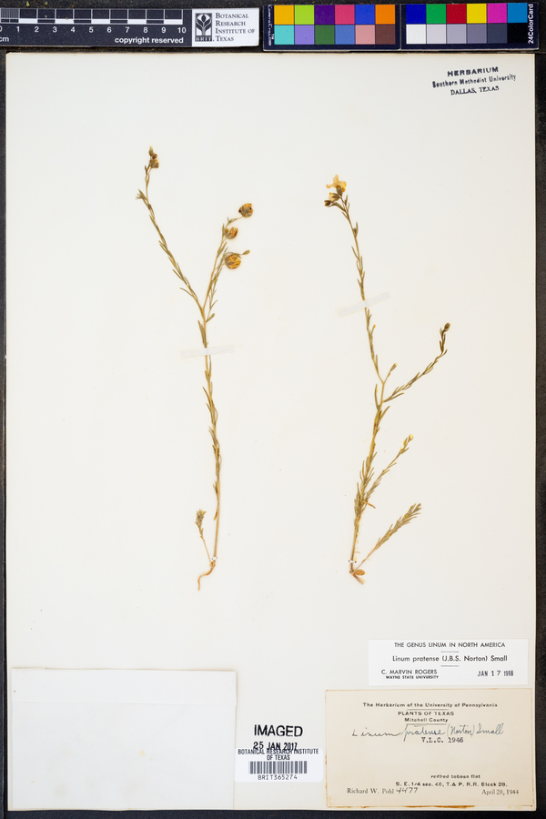 Linum pratense image