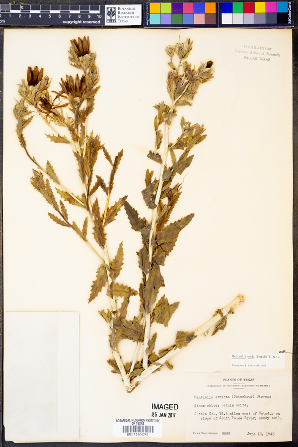 Mentzelia nuda var. stricta image