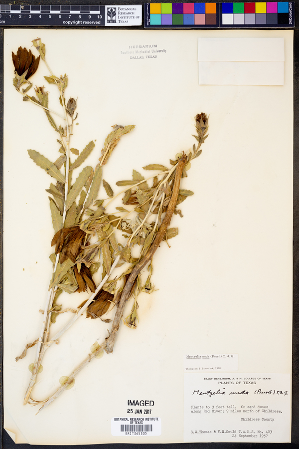 Mentzelia nuda image