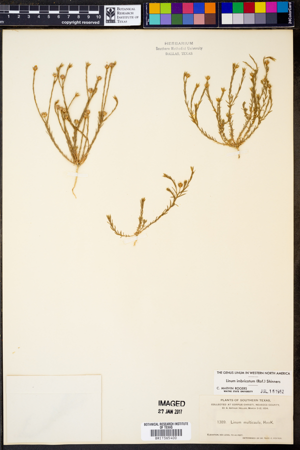 Linum imbricatum image
