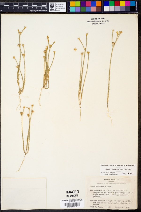 Linum imbricatum image