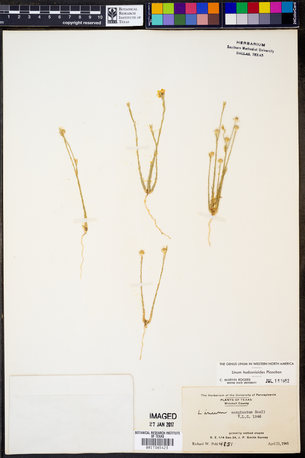 Linum hudsonioides image