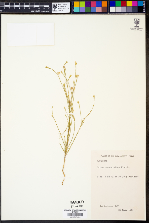 Linum hudsonioides image