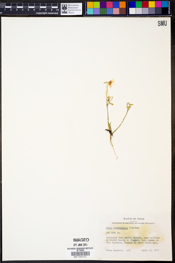 Linum hudsonioides image