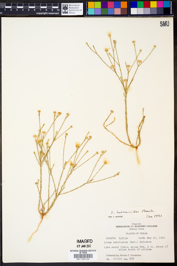 Linum hudsonioides image