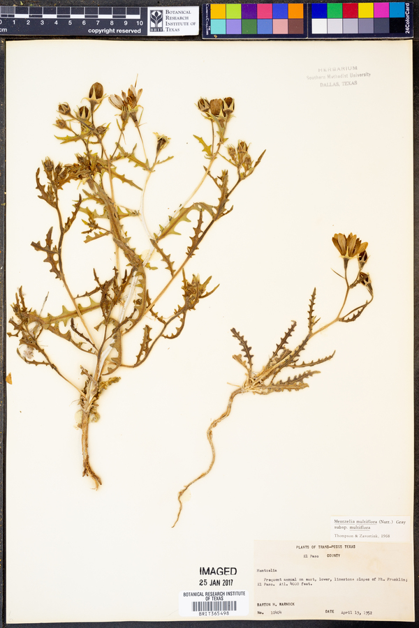 Mentzelia multiflora var. multiflora image