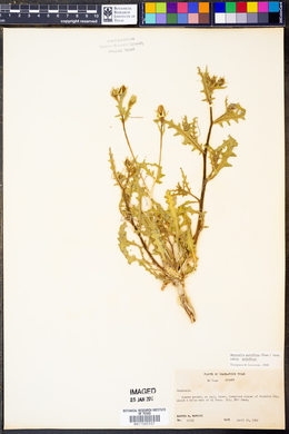 Mentzelia multiflora image