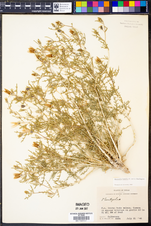 Mentzelia humilis image