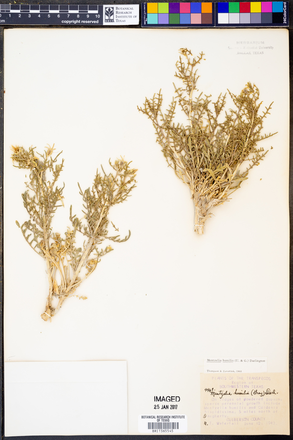 Mentzelia humilis image