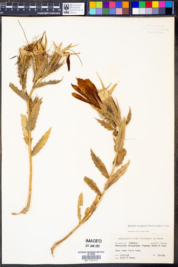 Mentzelia decapetala image